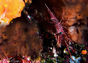Hinge-beak shrimp/Photographed with a Canon 60 mm macro l... by Laurie Slawson 